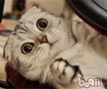 猫咪的防卫方法是主动出击
