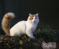 主人不在家，猫咪怎么瘦身