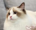 猫罐头能否作为猫咪的主食