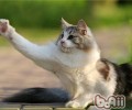怎么帮猫咪剪指甲