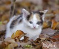 养猫必备的家常药