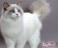 猫咪发情时不能吃哪些食物