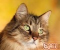 为什么现在的猫咪怕老鼠