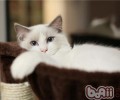 猫咪绝育手术与疫苗的联系
