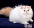 猫咪的“呼噜”声