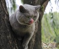 怎么撤销猫咪“叫醒主人”的功用