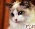 布偶猫美容应该留意些什么