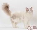 布偶猫应该怎样养