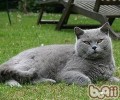 英国短毛猫怎样科学养殖