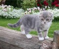 怎么给猫咪刷牙