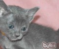 科拉特猫的种类简介