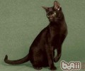 哈瓦那猫的维护常识