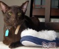 哈瓦那猫种类简介