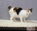 日本短尾猫的喂养要求