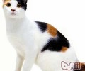 日本短尾猫的性格特点