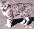 日本短尾猫的形状特征