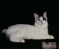 日本短尾猫的种类介绍