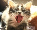 内华达猫的喂养要求