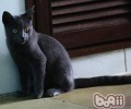 内华达猫的维护常识