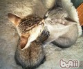 内华达猫的性格特点