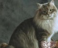 内华达猫的形状特征