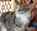 挪威森林猫维护常识