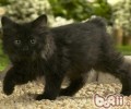挪威森林猫的性格特点