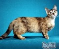 曼切堪猫的喂养要求