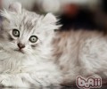 美国卷耳猫的性格特点