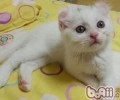 美国卷毛猫的形状特征