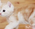 美国卷耳猫的种类介绍