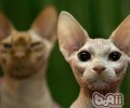 加拿大无毛猫的喂养关键