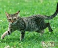 美国硬毛猫的喂养要求