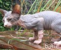 加拿大无毛猫的维护常识