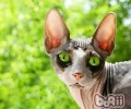 加拿大无毛猫的性格特点怎么