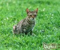 美国硬毛猫的维护常识