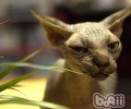 加拿大无毛猫的形状特征