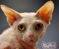 加拿大无毛猫种类简介