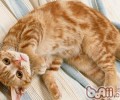 美国硬毛猫的性格特点