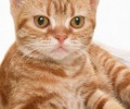 美国硬毛猫的形状特征