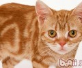 美国硬毛猫的种类简介