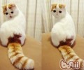 异国短毛猫（加菲猫）喂养要求