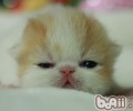 异国短毛猫（加菲猫）维护常识