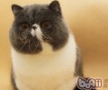 异国短毛猫（加菲猫）性格特点