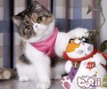 异国短毛猫（加菲猫）形状特征