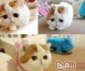 异国短毛猫（加菲猫）种类简介
