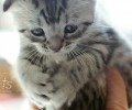 英格兰折耳猫喂养要求