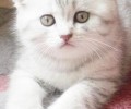 英格兰折耳猫的维护常识