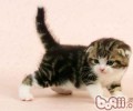 苏格兰折耳猫性格特点