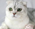 苏格兰折耳猫形状特征
